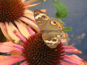聖塔巴巴拉舞彩繽紛的花蝴蝶~~~那色彩美得令人~~~~
